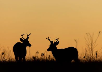 Two Deers