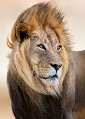 Male lion face in wind