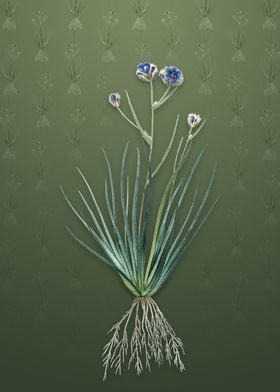 Vintage Blue Corn Lily