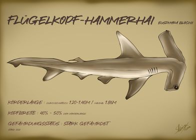 Fluegelkopf Hammerhai 