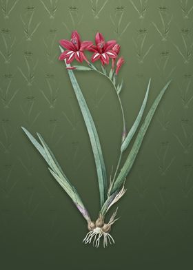 Gladiolus Cardinalis