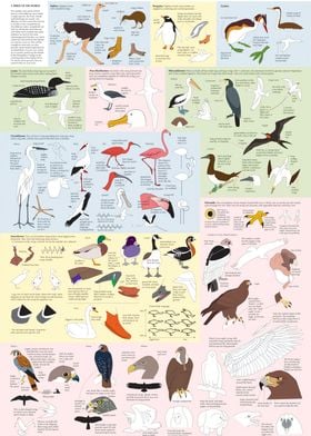 Drawing Birds Catalogue