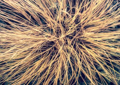 Abstract art grass closeup