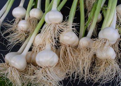 Bunch of garlic