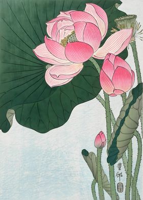 Japanese Lotus