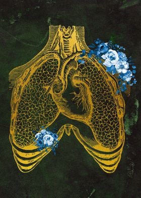 Human heart and lungs