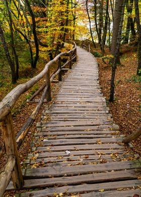 Autumn forest