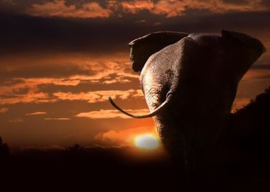 Elephant At Sunet