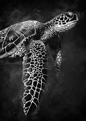 Black Turtle