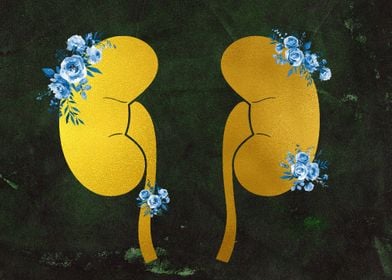 The Kidneys anatomy 