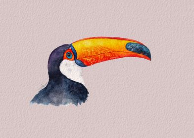 Look at my beak Toucan