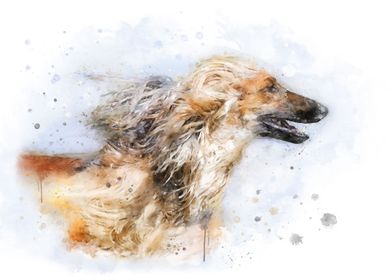 Afghan Hound watercolor