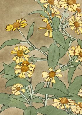 Daisies 1915