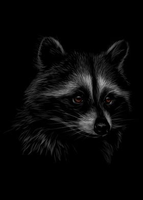 Raccoon