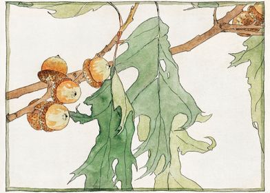 Oak Acorns 1915 by Hannah