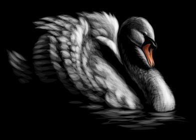 Swan