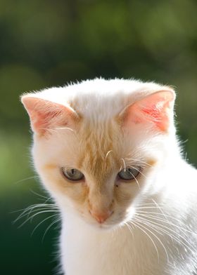 Cat White Cute