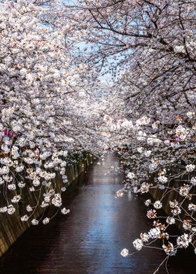 Cherry blossoms in Tokyo