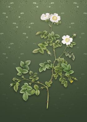 White Sweetbriar Rose