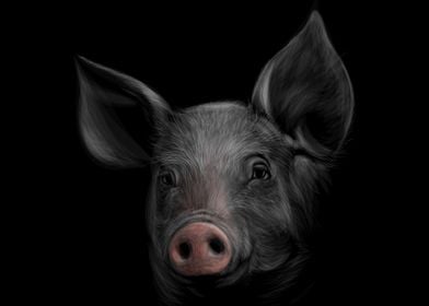 Pig