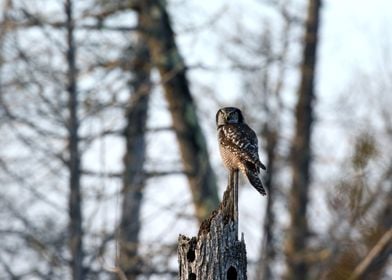 Hunting hawk owl