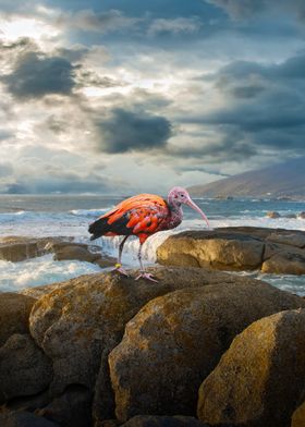 Scarlet Ibis