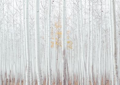 Neutral White trees