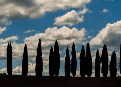 Volterra Cypresses