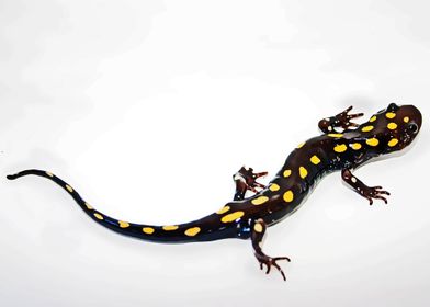 SALAMANDER