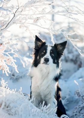 Border collie in winter 