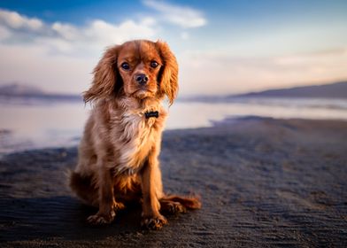 Cocker spaniel