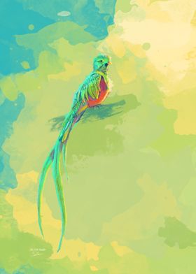 Resplendent Quetzal Bird