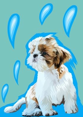 Shih tzu puppy in vector