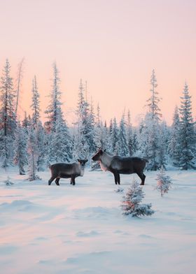 deer winter