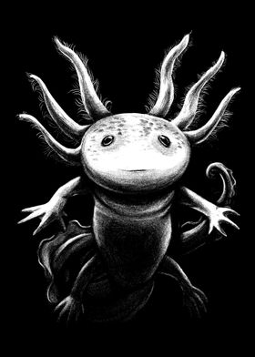 Axolotl