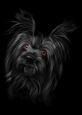 Yorkshire Terrier