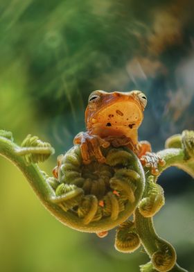 frog macro animal natur