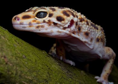 gecko on black