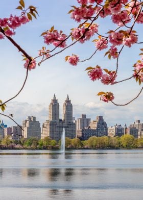 Cherry blossoms New York