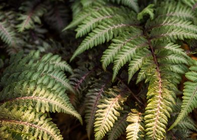 Japanese Painted Fern