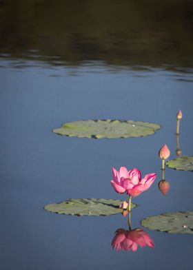 lotus