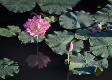 lotus