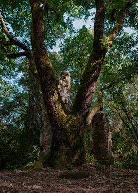 In the shadow of the tree