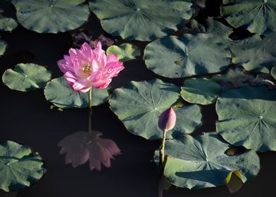 lotus