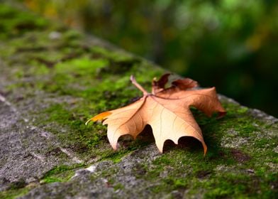 Dry Leaf