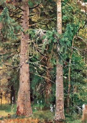 Spruce Forest by Shishkin