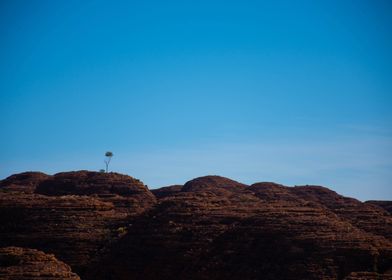 Lone Tree