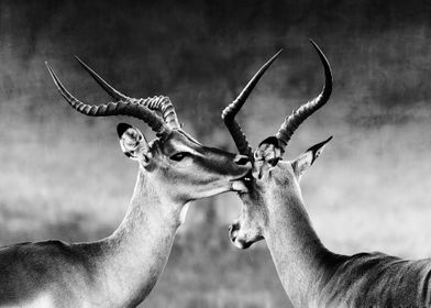 Two male impala affection