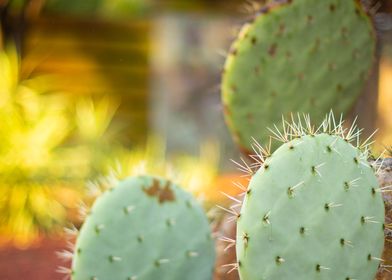 Australian Cactus