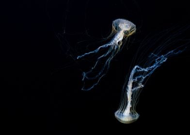 Jellyfish Dance